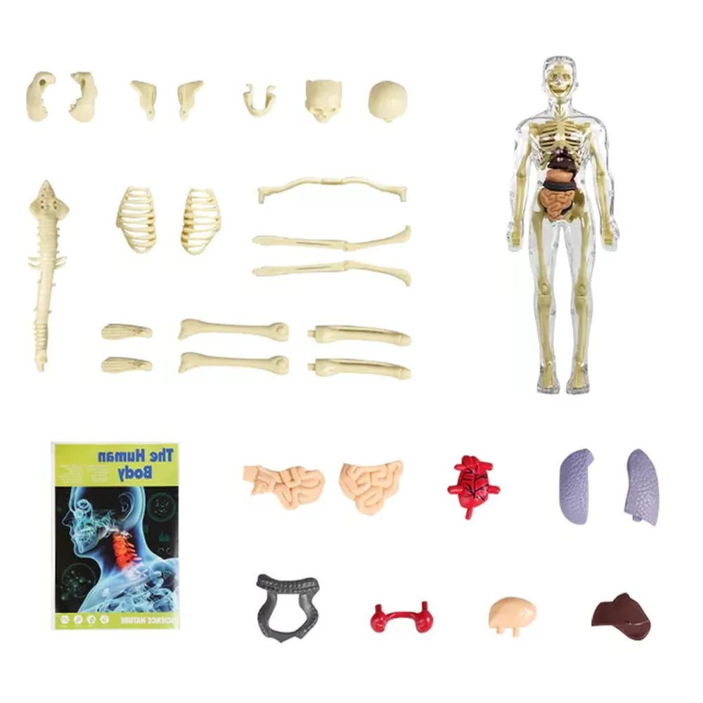 3d Human Body Torso Model for Kids | Anatomy Model Skeleton - Image 3