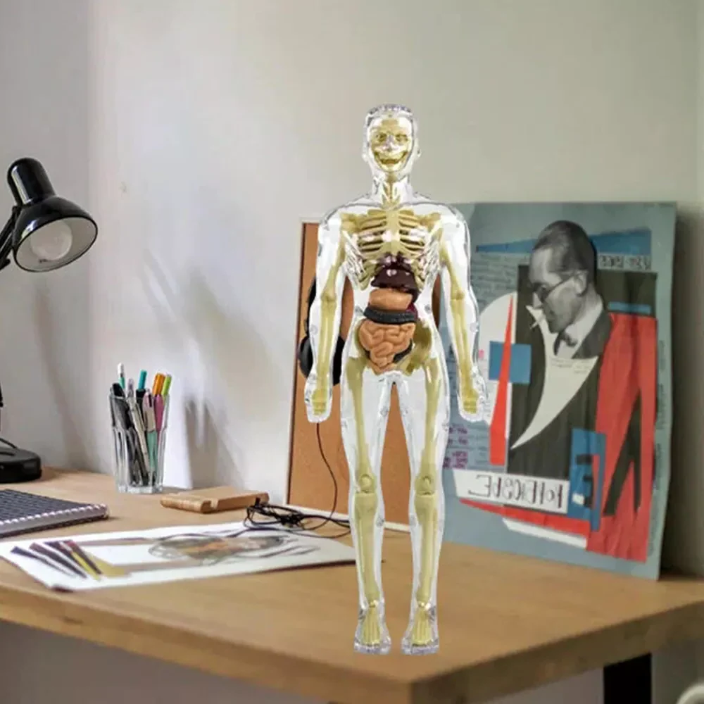 3d Human Body Torso Model for Kids | Anatomy Model Skeleton - Image 4