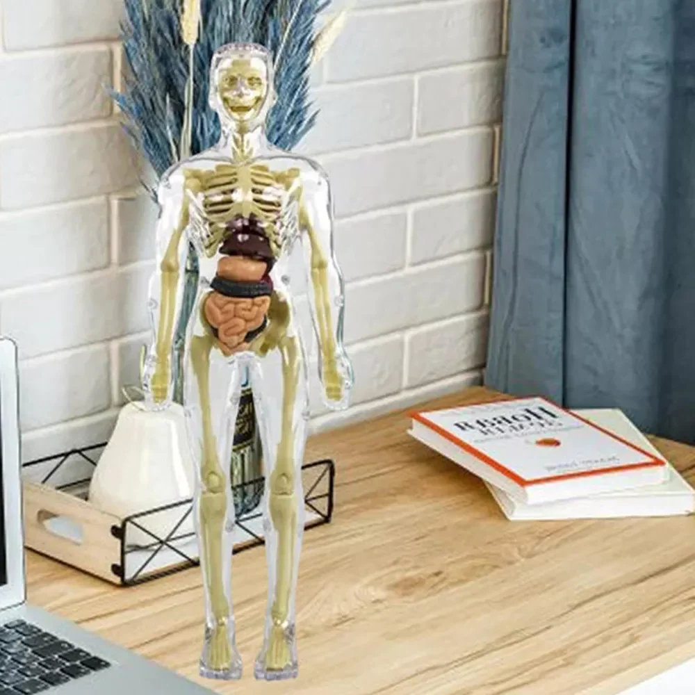 3d Human Body Torso Model for Kids | Anatomy Model Skeleton - Image 5