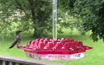 Ant Proof Hummingbird Feeder Outdoor Hanging Perch - Image 11