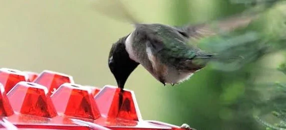 Ant Proof Hummingbird Feeder Outdoor Hanging Perch - Image 2