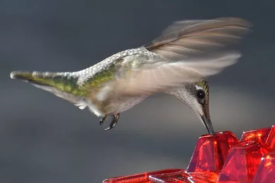 Ant Proof Hummingbird Feeder Outdoor Hanging Perch - Image 4