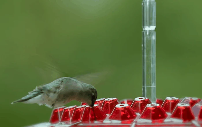 Ant Proof Hummingbird Feeder Outdoor Hanging Perch - Image 7