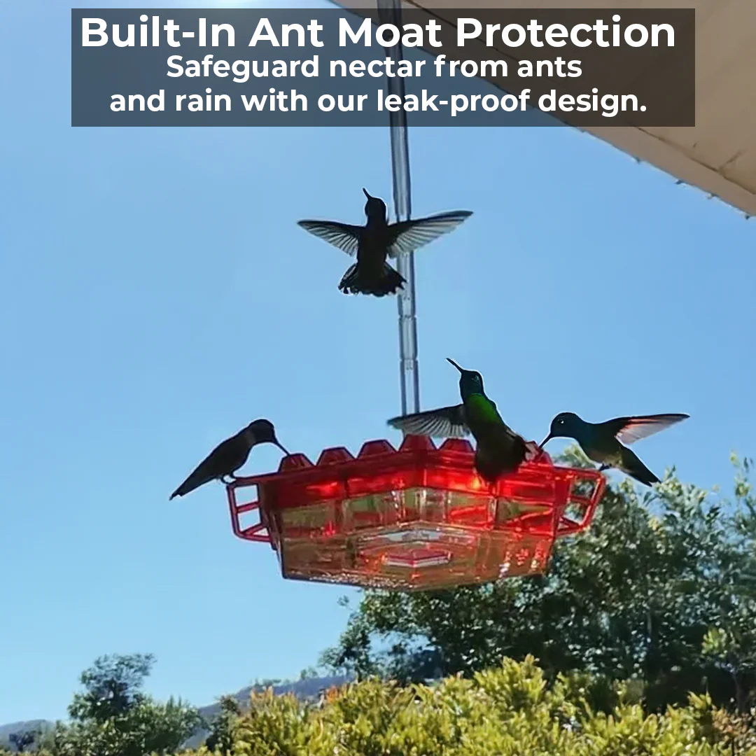 Ant-Proof Hummingbird Feeder with 30 Bee-Resistant Ports - Image 5