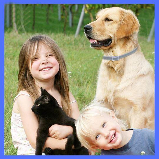 Dog Pest Collar - Image 2