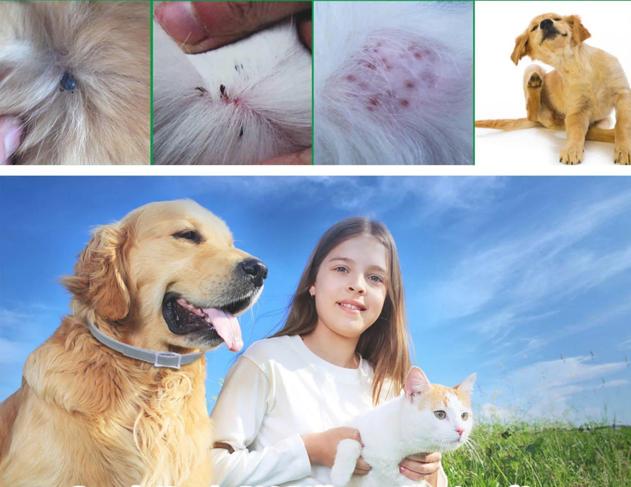 Dog Pest Collar - Image 4
