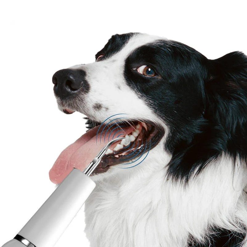 Dog Plaque Tartar Calculus Remover at Home - Image 2