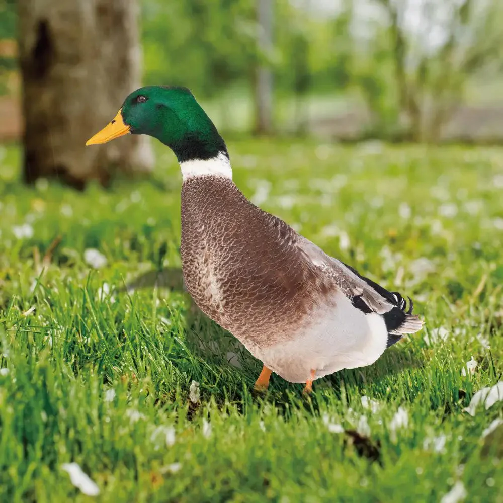 Outdoor Duck Decoration - Image 3