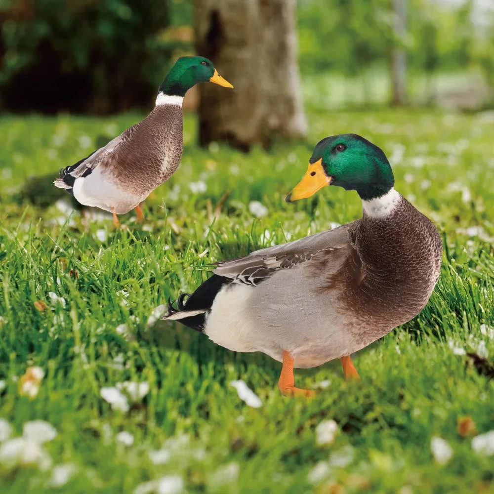Outdoor Duck Decoration - Image 4