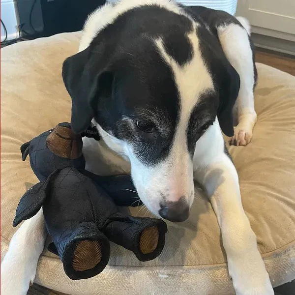 Indestructible & Interactive Bear Dog Toys For Heavy Chewers - Image 5