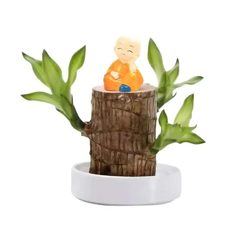 Lucky Brazilian Wood Plant - Image 2
