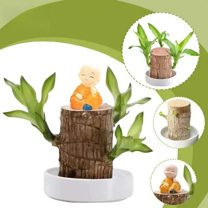 Lucky Brazilian Wood Plant - Image 3