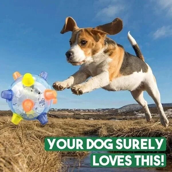 New Jumping Activation Ball For Dogs - Image 3