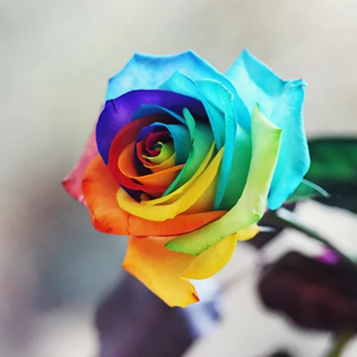 Rainbow Rose Seeds - Image 4