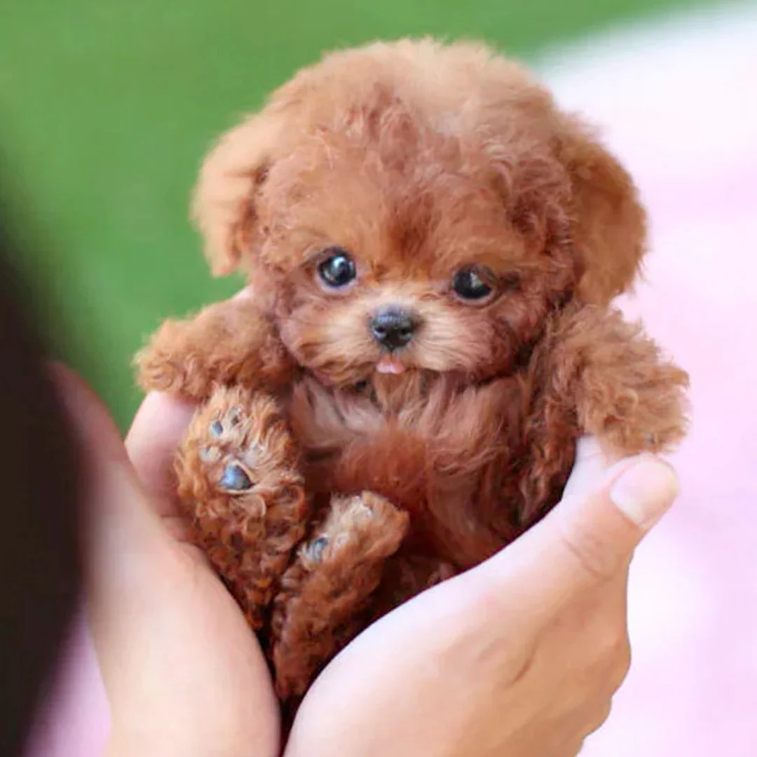 Realistic Robotic Puppy - Image 3