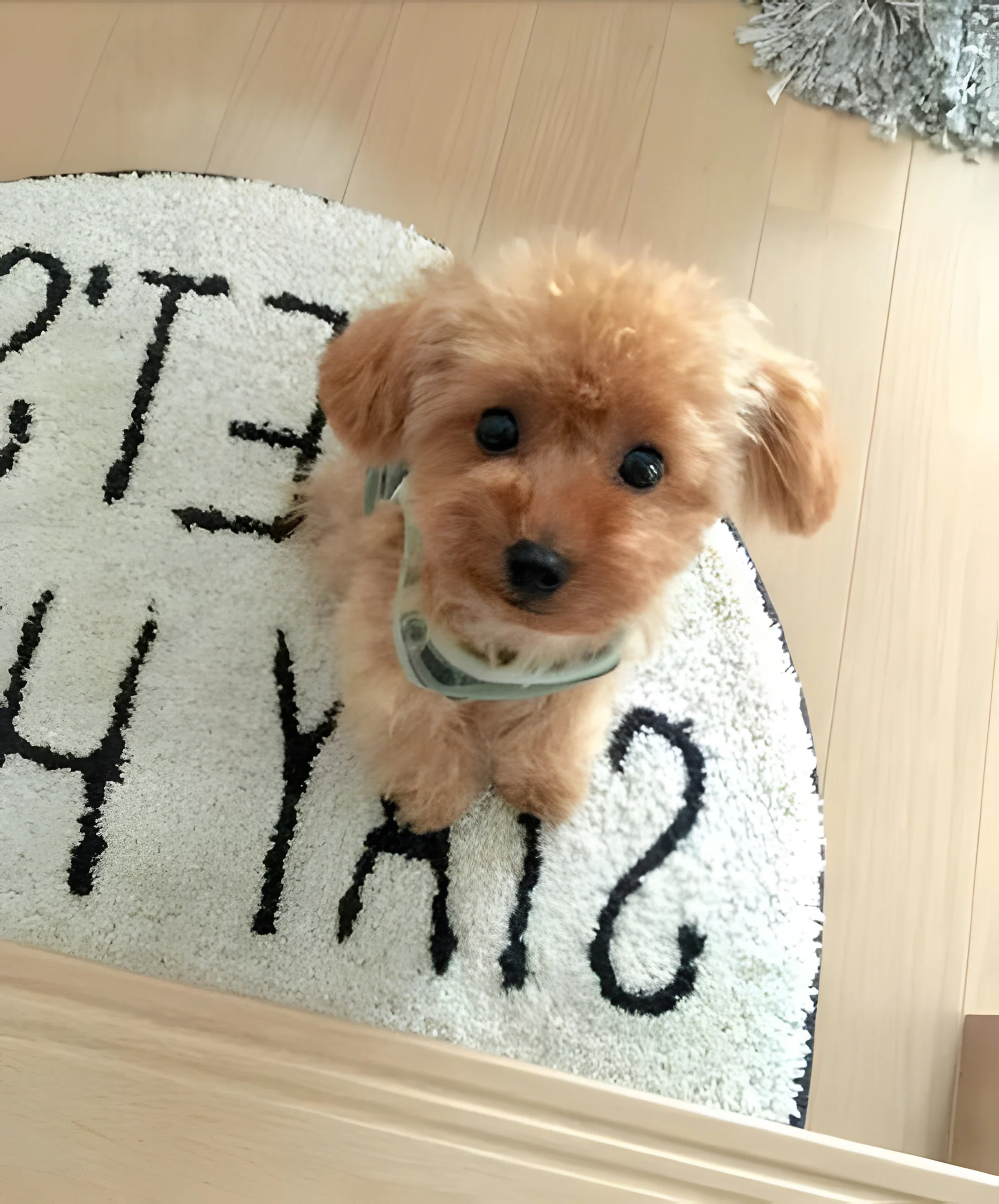 Realistic Teddy Dog Lucky | Plush Puppy - Image 2
