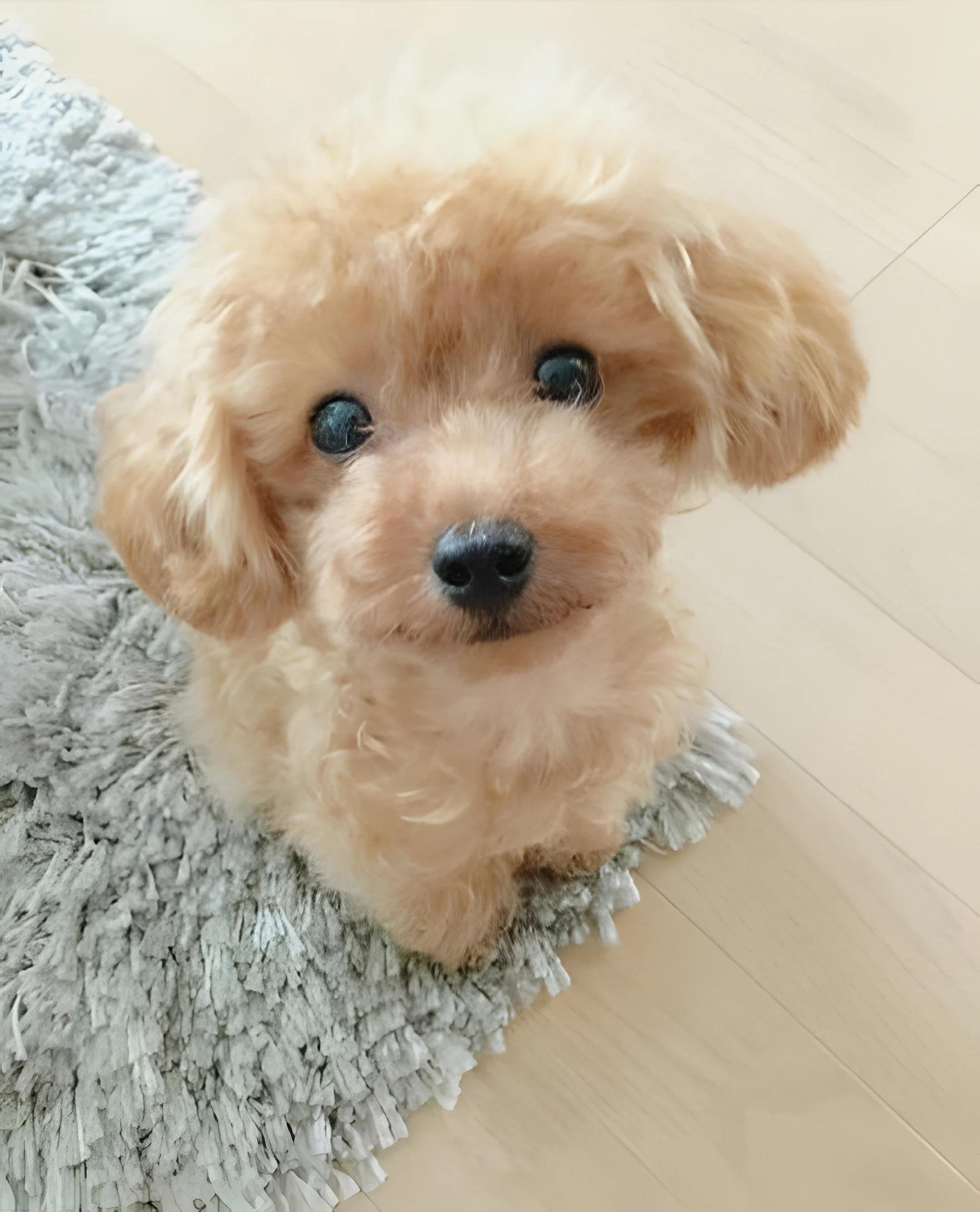 Realistic Teddy Dog Lucky | Plush Puppy - Image 3
