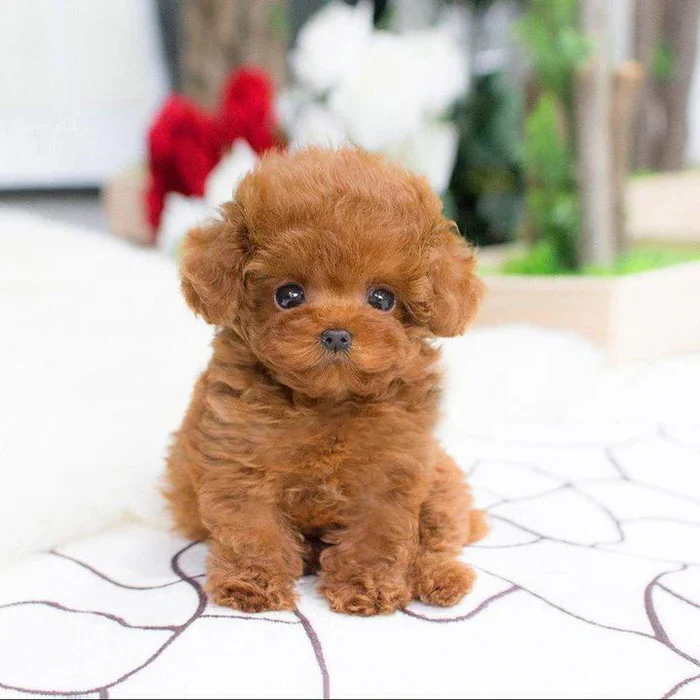 Realistic Teddy Dog Lucky | Plush Puppy - Image 4