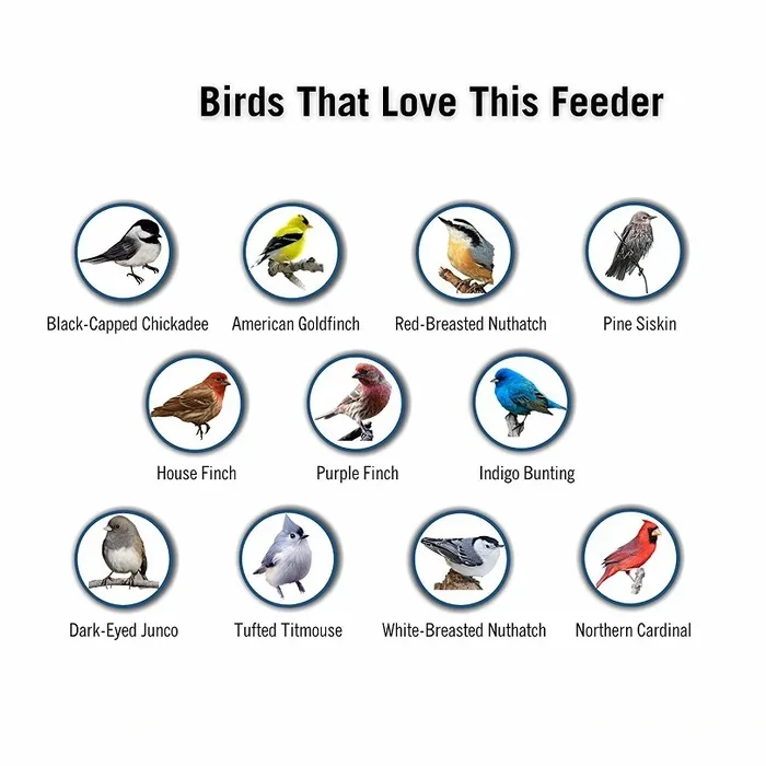 Squirrel-Proof Bird Feeder - Image 13