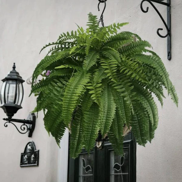 UV Resistant Lifelike Artificial Boston Fern - Image 5